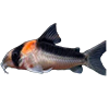 3dfish